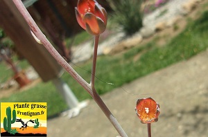 Graptophytum Dragi