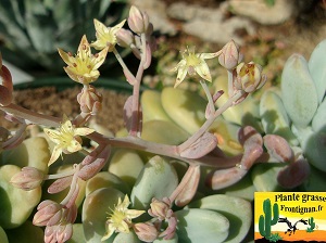 Graptosedum Amicie