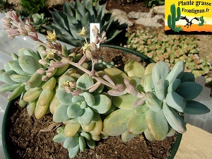 Graptosedum Amicie