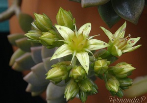 Graptosedum Bronze