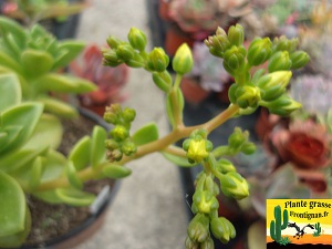 Graptosedum Gaelle Aline