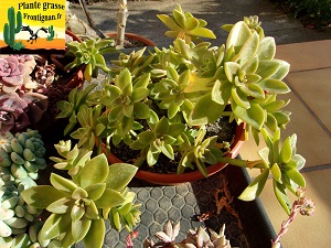 Graptosedum Gaelle Aline