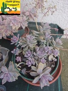 Graptosedum Marchande de Miel