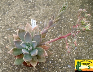 Graptosedum Merlin