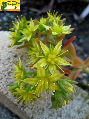 Graptosedum Ninou