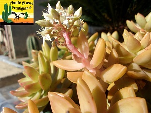 Graptosedum Tumbaga