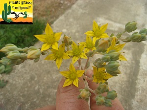 Graptovedum Fantasia