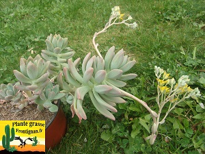 Graptovedum Fantasia