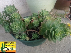 Graptovedum Paradoxe