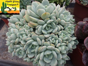 Succulente Graptoveria A Grim One