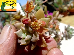 Graptoveria Acaulis