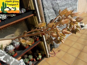 Graptoveria Adelante