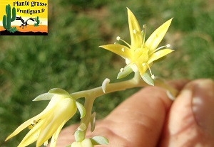 Graptoveria Alliage