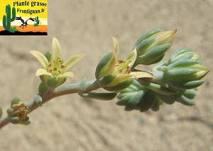 Graptoveria Alyciia