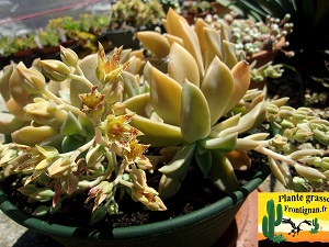 Graptoveria Ambeline