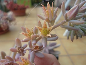 Graptoveria Amelie