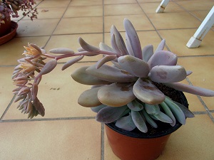 Graptoveria Amelie