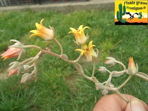 Graptoveria Babylone
