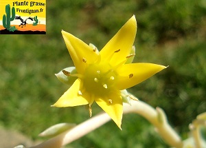 Graptoveria Belle Alliance fleur jaune