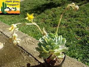 Graptoveria Belle Alliance