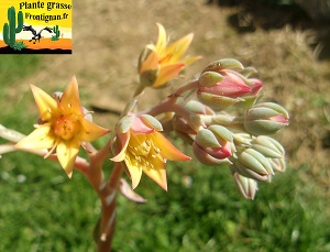 Graptoveria Brida