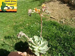 Graptoveria Brida