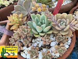 Graptoveria Cagole