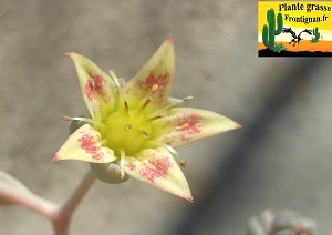 Graptoveria Charivari