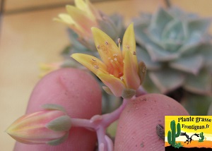 Graptoveria Cubanita