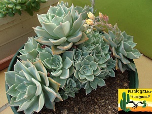 Graptoveria Cubanita