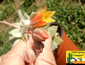 Graptoveria Dalila