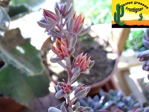 Graptoveria Debbi