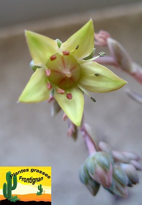 Graptoveria Fantome