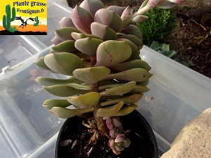 Graptoveria Femmes Club