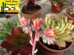 Graptoveria Filomena