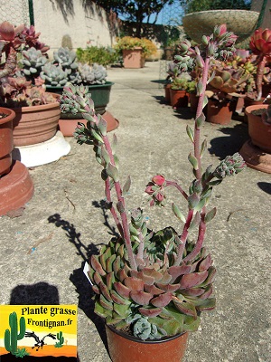 Graptoveria Filomena