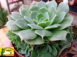 Graptoveria Finetta