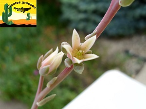 Graptoveria Finetta