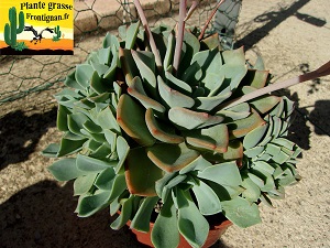 Graptoveria Gloria