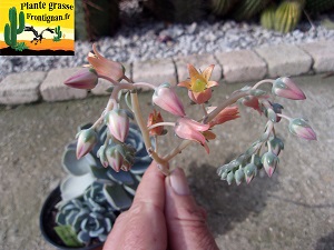 Graptoveria Hola