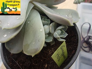 Graptoveria Hola