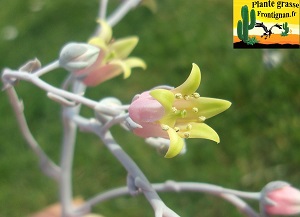 Graptoveria Jeux Interdits