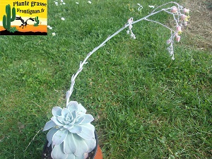 Graptoveria Jeux Interdits