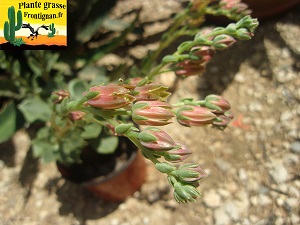 Graptoveria Junon