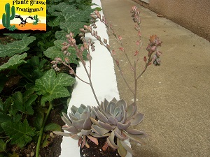 Graptoveria Limbes