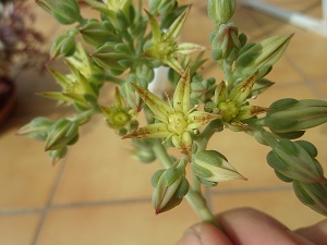 Graptoveria Lolita