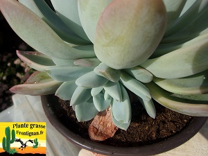 Graptoveria Magellan