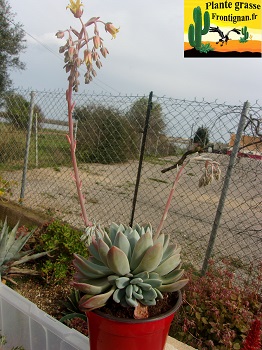 Graptoveria Magellan