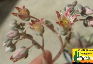 Graptoveria Melba