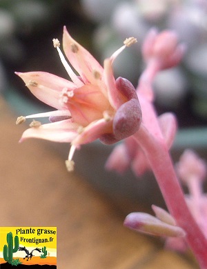 Fleur Graptoveria Mrs Richards